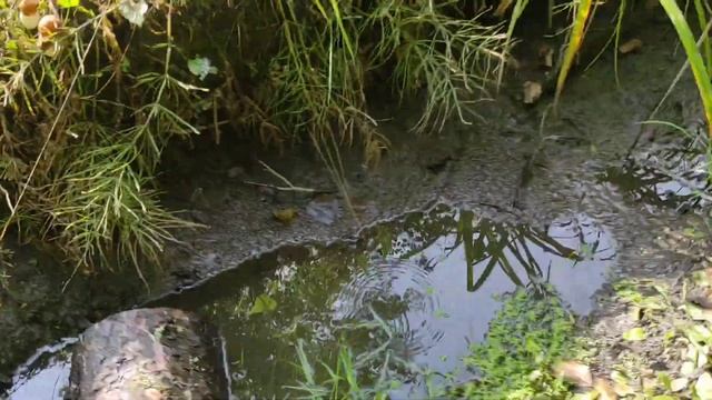 прогулялся за грибами 2 км и полное ведро смотреть онлайн