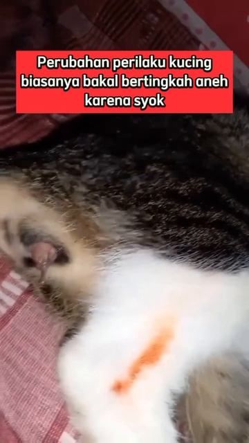 Ketahui ciri-ciri kucing keguguran😥😿 #kucingsakit #kucinglucu #kucingimut #kucingpersia смотреть онлайн