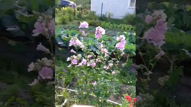 Вот я снимаю, ой ой ой. или Наш огород красивый, смотри 2. смотреть онлайн