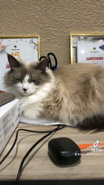 Самые смешные животные. Сплю с открытыми глазами. #cats #приколы #начиле #отдых смотреть онлайн