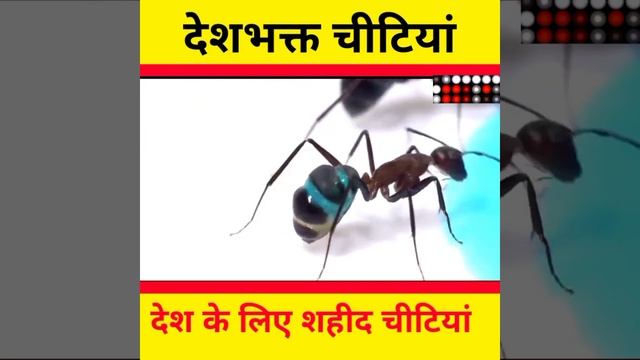 देश के लिए शहीद होने वाली चीटियां 🤯/#Shorts/#Malaysian exploding ant смотреть онлайн