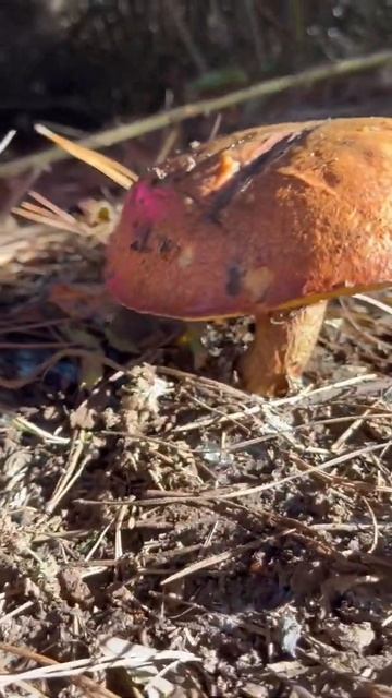 Hongos sur de chile смотреть онлайн