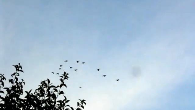 полеты над голубятней смотреть онлайн