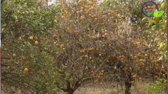 Control of chilli root rot | mango decline | Guava decline | Cotton wilt | Trichoderma Capsules смотреть онлайн