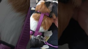 можно ли шлейку морской свинке?