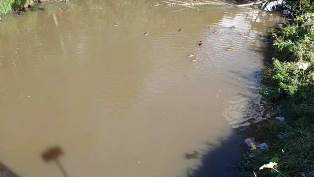 Обычный день уток смотреть онлайн