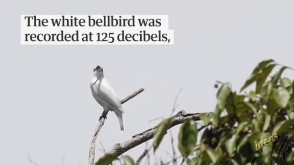 TODAY YOU WILL HEAR THE LOUDEST BIRD ON 🌎 EARTH #WHITEBELLBIRD