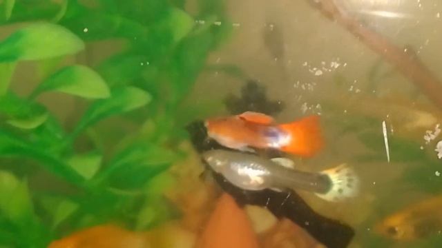 продам гуппи 3 самки 2 самца смотреть онлайн