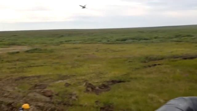 Заполярье. Чайки напали на помбура