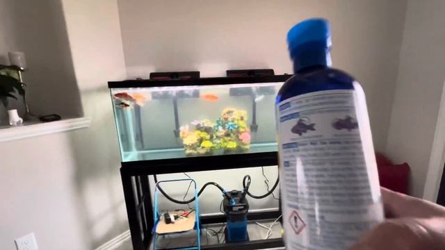 All My Fish Got Parasites / API Pimafix Does It Work? #parasitecleaner #fungalinfections #fishtank