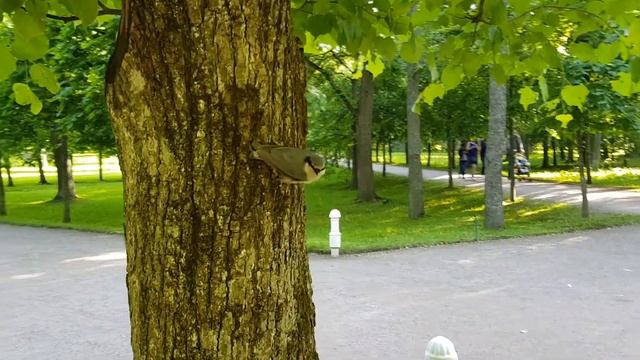 Поползень в Петергофе смотреть онлайн