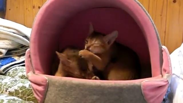 Кошачья любовь у абиссинок смотреть онлайн