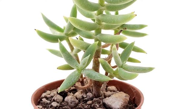 Crassula Tetragona