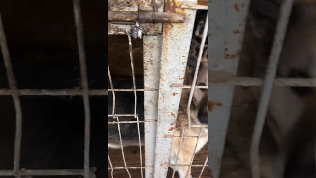 Вольерные хвостики 🫶🏻 смотреть онлайн