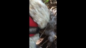 Truffle hunting april, 2015