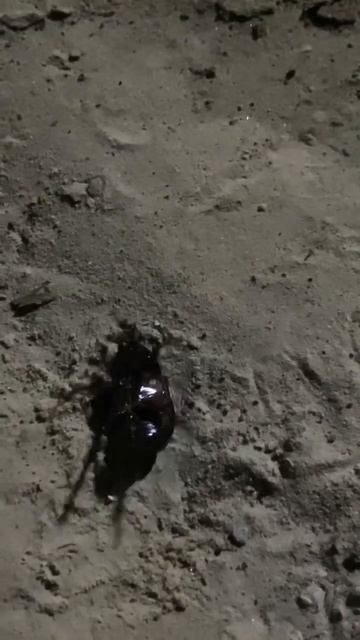 Жуки тропического леса Амазонии, Перу 🇵🇪 смотреть онлайн