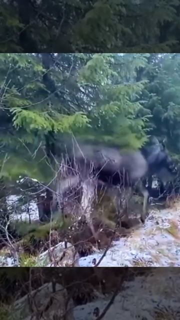 пьяный лось смотреть онлайн