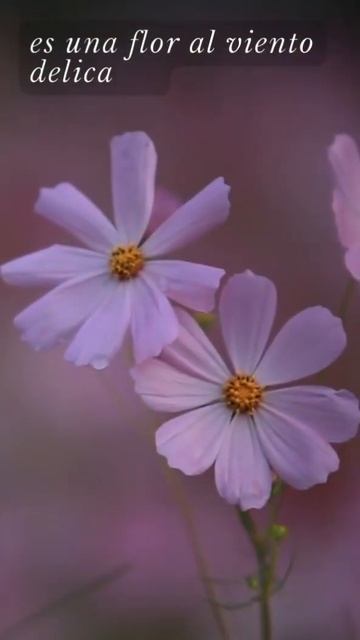 A su retrato #poetry #education #literature #barroco #lectura #shorts