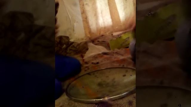 Саламандра против скрю трайдента або як у хасбро спірал трептюн смотреть онлайн
