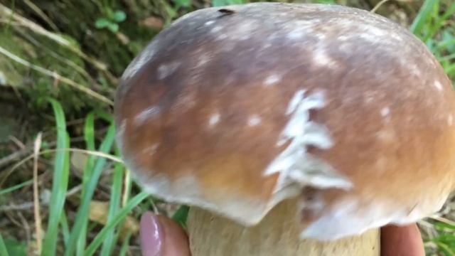 ЗБИРАЄМО БІЛІ ГРИБИ В КАРПАТАХ. КРУТІ ГРИБИ НА КРУТИХ СХИЛАХ. БЕЛЫЕ ГРИБЫ В КАРПАТАХ. СЕЗОН 2020 смотреть онлайн