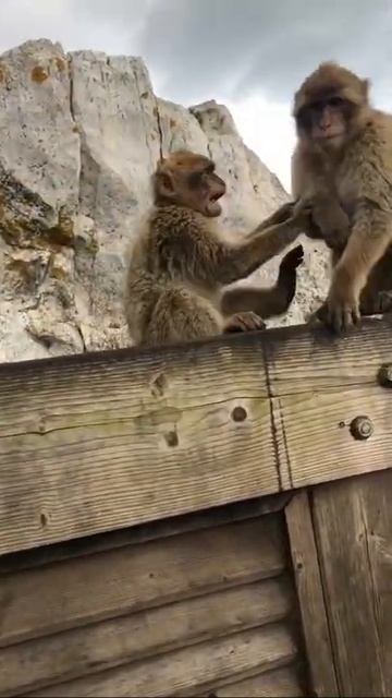 #cuteanimals #animalshorts #cuteshorts #shorts смотреть онлайн