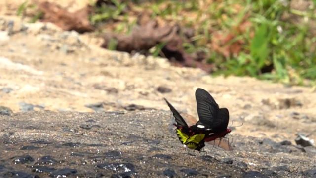 オオベニモンアゲハ(Byasa polyeuctes)とキシタアゲハ(Troides aeacus) смотреть онлайн