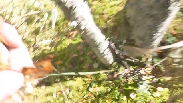 По грибы 2014 (часть 5) смотреть онлайн