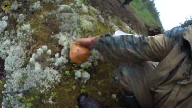 Прогулка,грибочки!