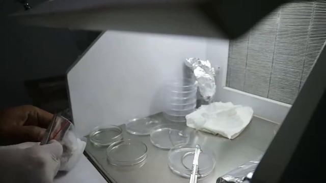 Mengisolasi Jamur Patogen Dari Tanaman Cabai, Persiapan Uji In Vitro Dengan Trichoderma смотреть онлайн