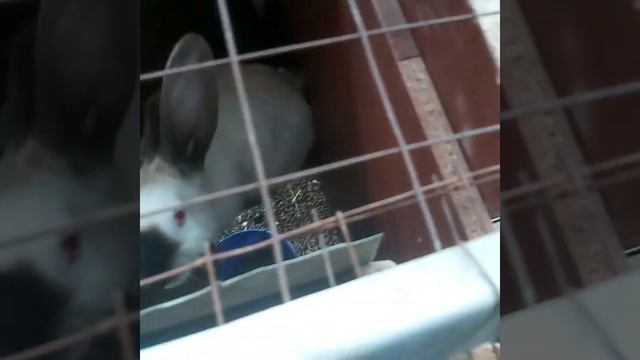 полный обзоров кроликов смотреть онлайн