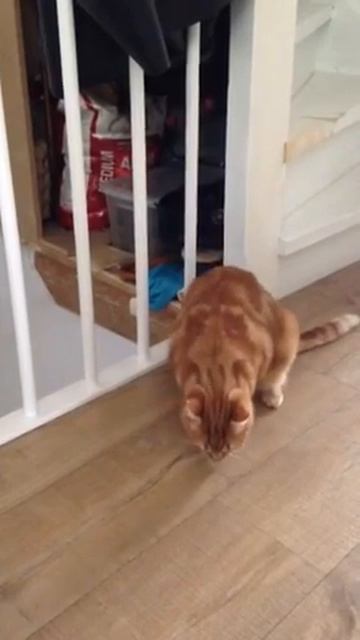 crazy cat catching treats смотреть онлайн