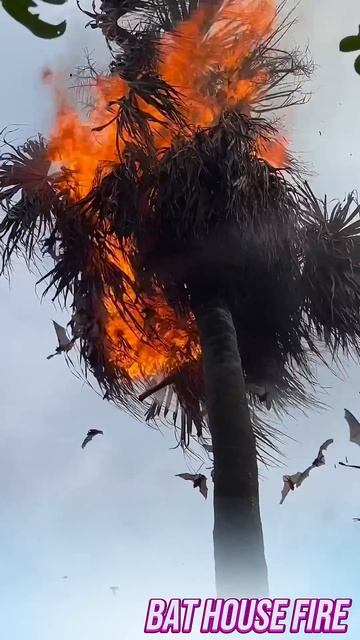 Bats living on palm trees are surprisingly numerous #amazing #shorts смотреть онлайн