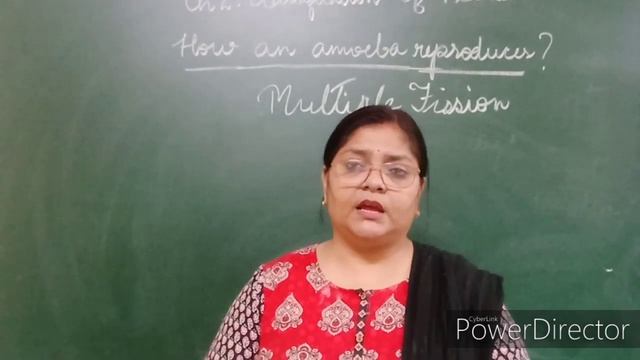 ICSE Class 7 Biology Chapter 2 Classification of Plants (part 3) смотреть онлайн
