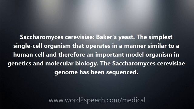 Saccharomyces cerevisiae - Medical Definition and Pronunciation смотреть онлайн