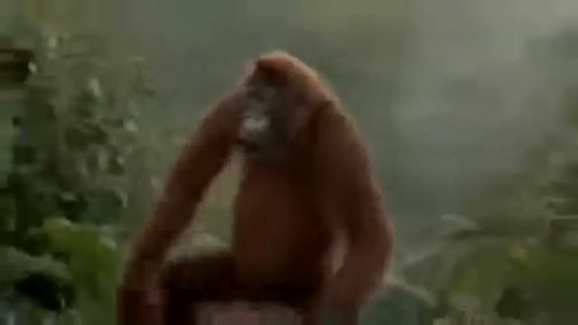 Танцующая обезьяна Всем хорошего дня! смотреть онлайн