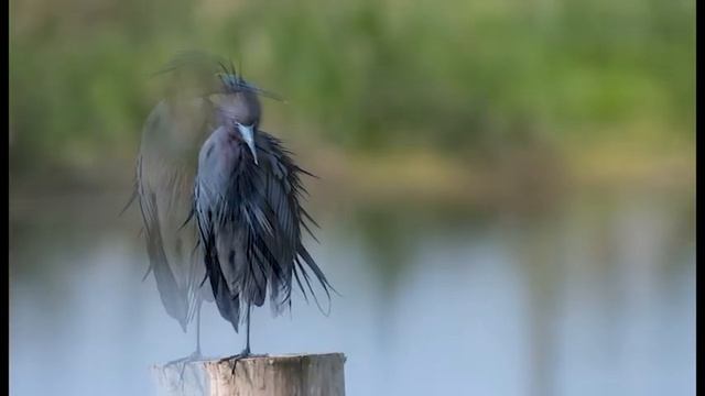 Sweetwater Wetlands Park смотреть онлайн
