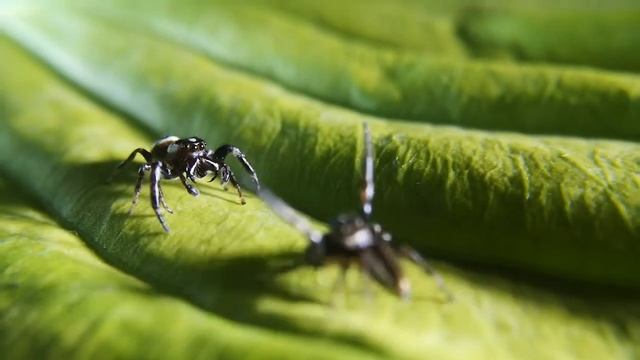 Bronze Jumping Spider display смотреть онлайн