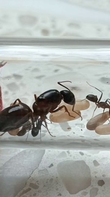 Colony ants Camponotus sylvaticus #mrówki #owady #queen #królowa #work смотреть онлайн