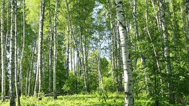 вокальная группа эстрадной песни "Мелодия" смотреть онлайн