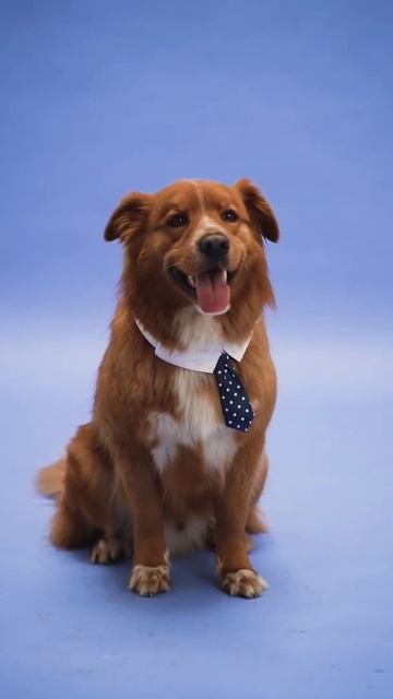 RED dog #Pets #Cat and Dog #Shorts смотреть онлайн
