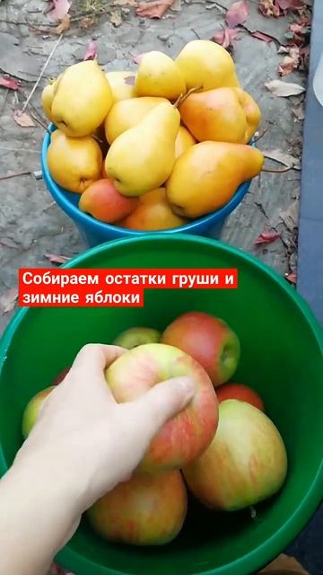 Урожай осенних груш и зимних яблок #сборгруш #зимниеяблоки