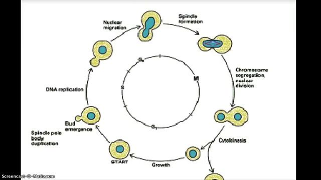 Saccharomyces Cerevisiae смотреть онлайн