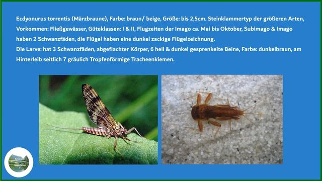 Insektenkunde für Fliegenfischer "Die Eintagsfliegen" смотреть онлайн