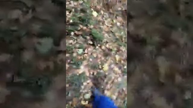 Шишкуем в Томской тайге 2019 год смотреть онлайн