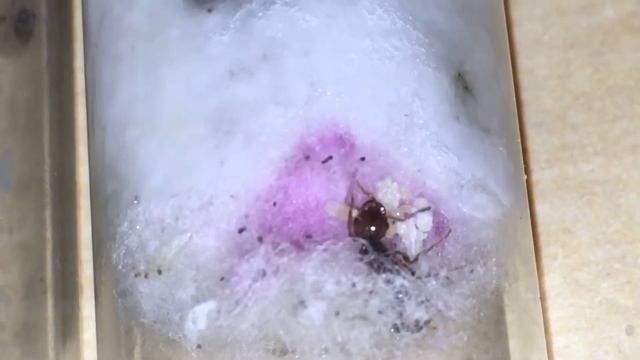 Solenopsis invicta queen with pupae смотреть онлайн