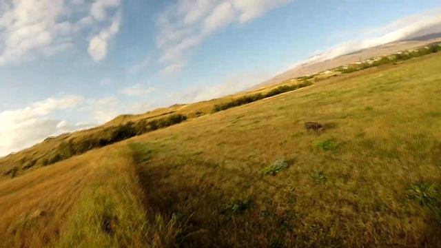 Որսաշներով լորի որս Հայաստանում։ Quail hunting in Armenia. Охота с собаками в Армении. Lori vors смотреть онлайн