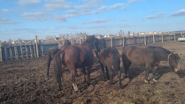Выпустили жеребца кобылы обрадовались смотреть онлайн