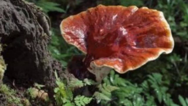 Reishi Pilz - Das Geheimnis der chinesischen Kaiser. смотреть онлайн