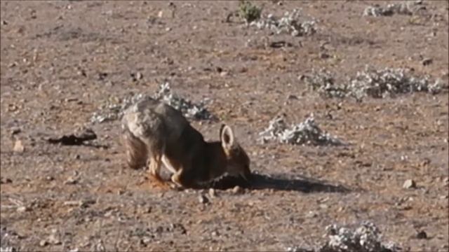 Andean fox hunting prey, Atacama, Chile, January 2019 смотреть онлайн