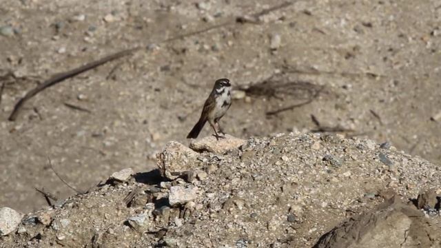 Bell's Sparrow смотреть онлайн